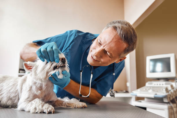 Best Emergency Dental Filling Replacement  in Ladysmith, WI